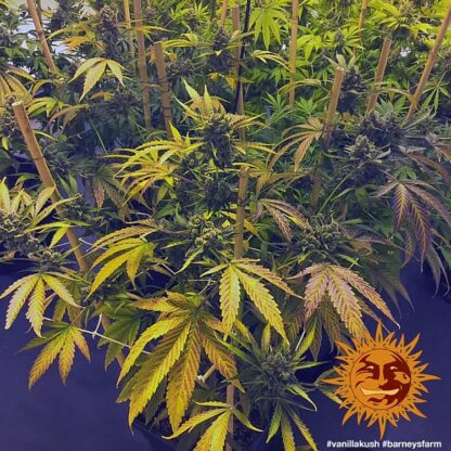 semi VANILLA KUSH™ Barney's Farm - immagine 2