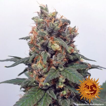semi VANILLA KUSH™ Barney's Farm