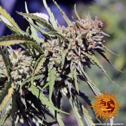 semi VANILLA KUSH™ Barney's Farm - immagine 4