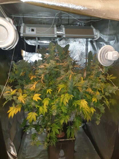 Gorila, Pyramid Seeds 3 semi +1 omaggio - immagine 2