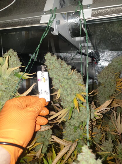 Gorila, Pyramid Seeds 3 semi +1 omaggio - immagine 4