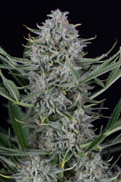semi Cookies Autoflowering DINAFEM