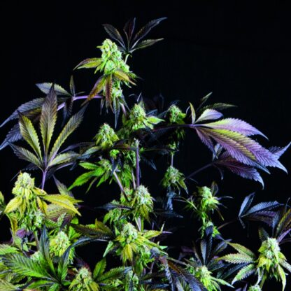 Sunset Sherbet, Pyramid Seeds 3 semi +1 omaggio