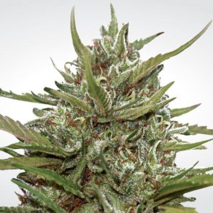 semi Auto Whiteberry by Paradise Seeds