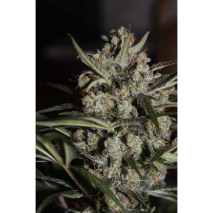 semi Auto Whiteberry by Paradise Seeds - immagine 2