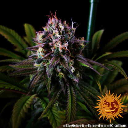 semi BLUE GELATO 41™ Barney's Farm - immagine 8