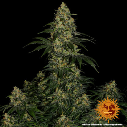 semi BLUE GELATO 41™ Barney's Farm - immagine 10