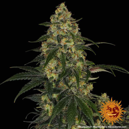 semi BLUE GELATO 41™ Barney's Farm - immagine 2