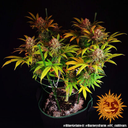 semi BLUE GELATO 41™ Barney's Farm - immagine 9