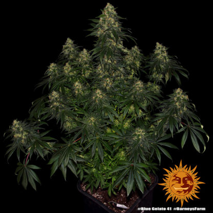 semi BLUE GELATO 41™ Barney's Farm - immagine 11