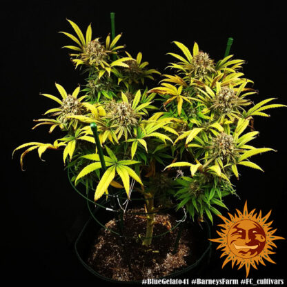 semi BLUE GELATO 41™ Barney's Farm - immagine 6
