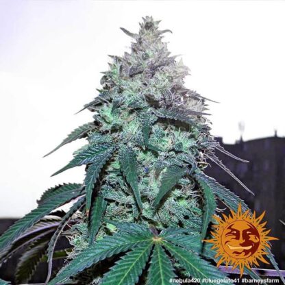 semi BLUE GELATO 41™ Barney's Farm - immagine 4