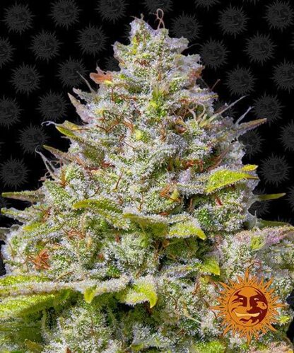semi BLUE GELATO 41™ Barney's Farm - immagine 5