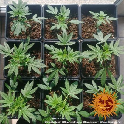 semi GLUE GELATO AUTO™  Barney's Farm - immagine 2