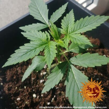 semi GLUE GELATO AUTO™  Barney's Farm - immagine 3