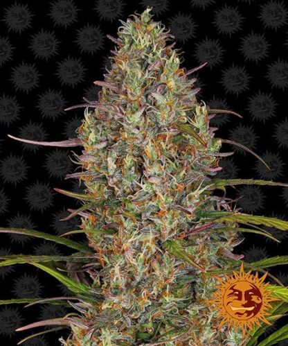 semi GLUE GELATO AUTO™  Barney's Farm