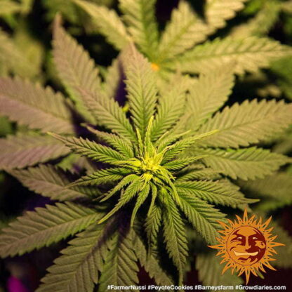 Semi PEYOTE COOKIES™ Barney's farm - immagine 4