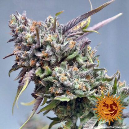 Semi PEYOTE COOKIES™ Barney's farm - immagine 2