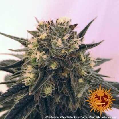 Semi PEYOTE COOKIES™ Barney's farm - immagine 5
