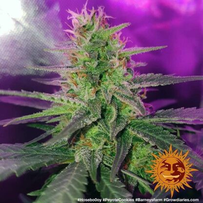 Semi PEYOTE COOKIES™ Barney's farm - immagine 6