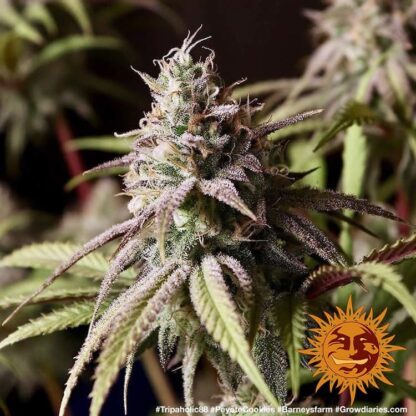 Semi PEYOTE COOKIES™ Barney's farm - immagine 3