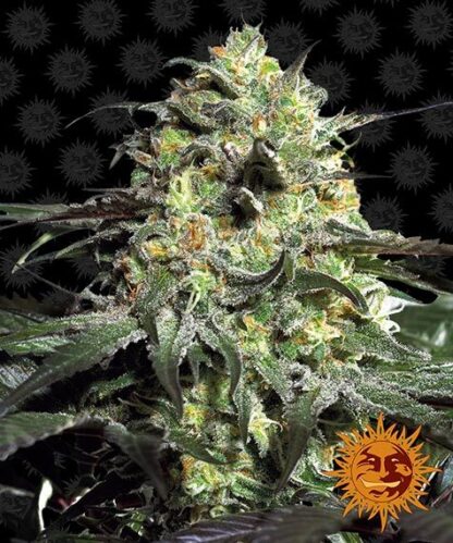 semi peyote cookies