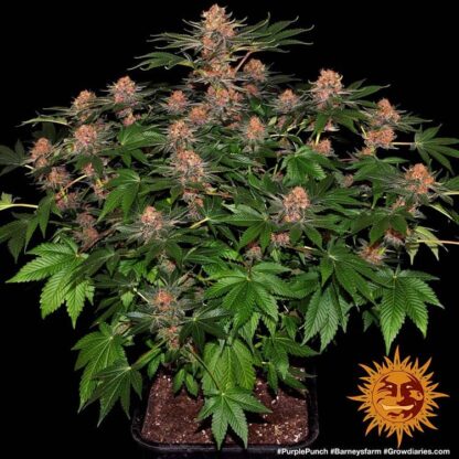 semi PURPLE PUNCH AUTO™  Barney's Farm