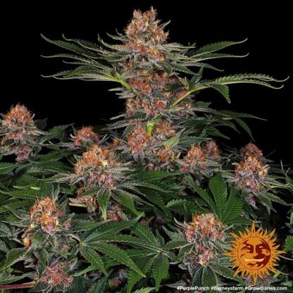 semi PURPLE PUNCH AUTO™  Barney's Farm - immagine 3