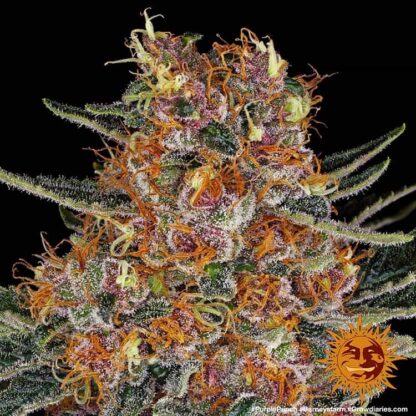 semi PURPLE PUNCH AUTO™  Barney's Farm - immagine 2