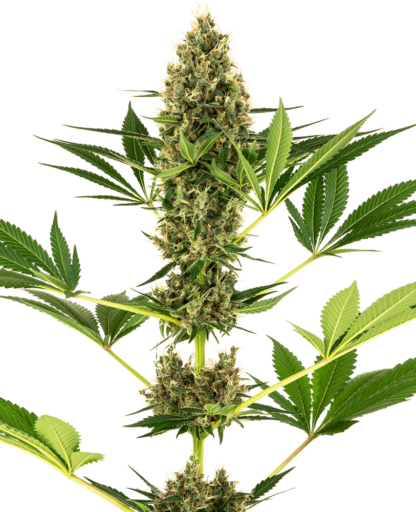 Semi di Sensi #219 Auto [Kush x Hindu Kush Auto]