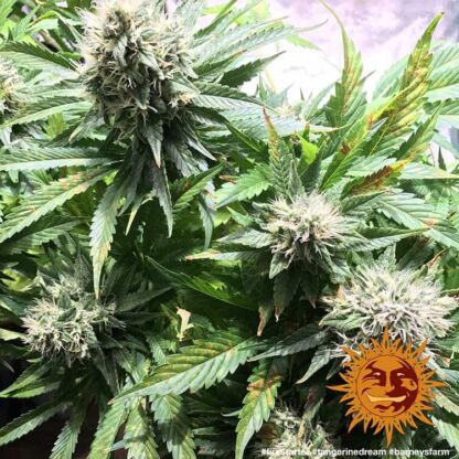 TANGERINE DREAM™ Barney's Farm, 3 semi - immagine 7