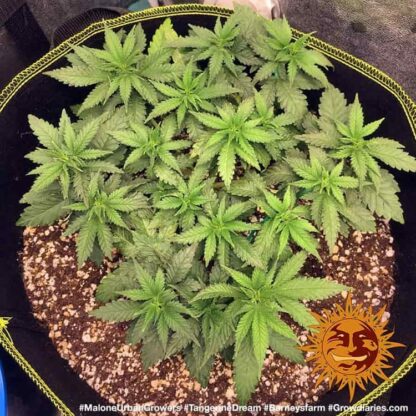 TANGERINE DREAM™ Barney's Farm, 3 semi - immagine 4