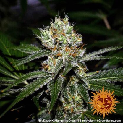 TANGERINE DREAM™ Barney's Farm, 3 semi - immagine 5