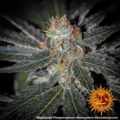 TANGERINE DREAM™ Barney's Farm, 3 semi - immagine 2