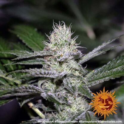TANGERINE DREAM™ Barney's Farm, 3 semi - immagine 6