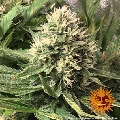 TANGERINE DREAM™ Barney's Farm, 3 semi - immagine 3