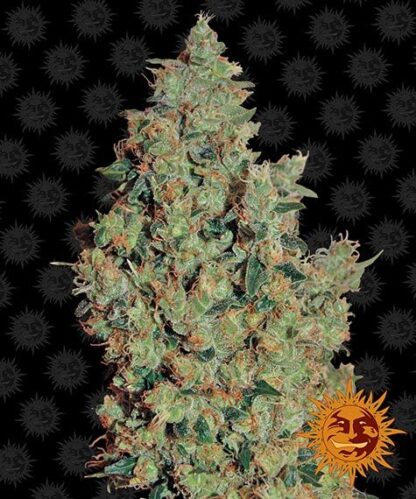 TANGERINE DREAM™ Barney's Farm, 3 semi