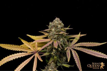 semi Sweet ZZ, Royal Queen Seeds - immagine 4