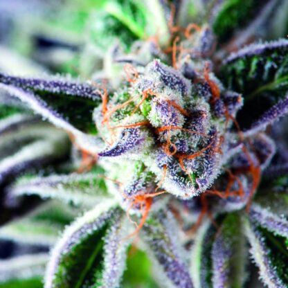 Do-Si-Dos, Pyramid Seeds 3 semi + 1 SEME OMAGGIO