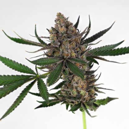 semi Sweet ZZ, Royal Queen Seeds - immagine 3