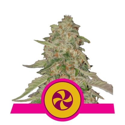semi Sweet ZZ, Royal Queen Seeds