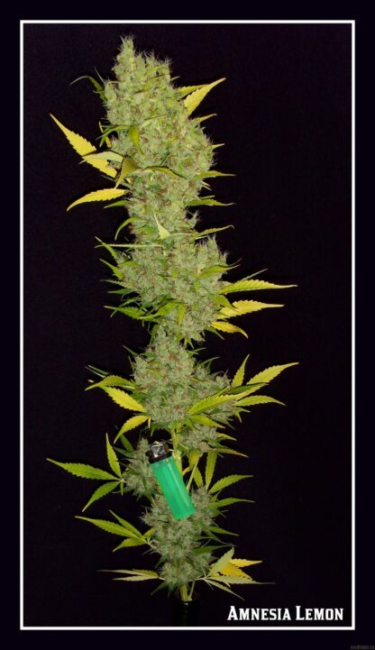 Semi Amnesia Lemon™ Barney's Farm - immagine 7
