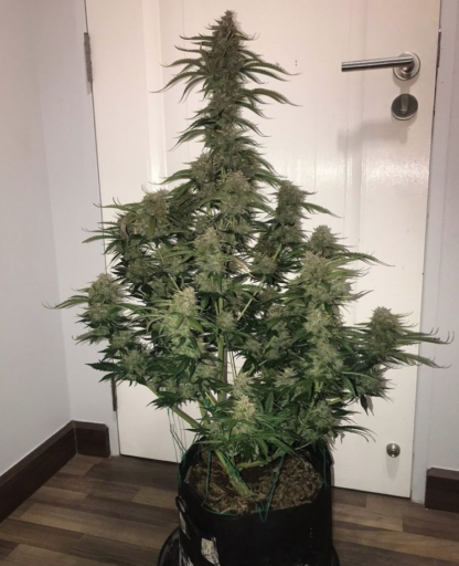 Auto Banana Blaze® Dutch Passion, 3 semi - immagine 6