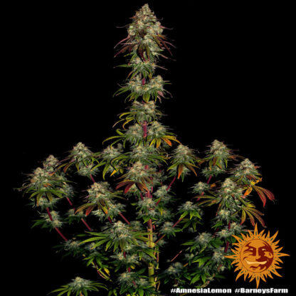 Semi Amnesia Lemon™ Barney's Farm - immagine 8