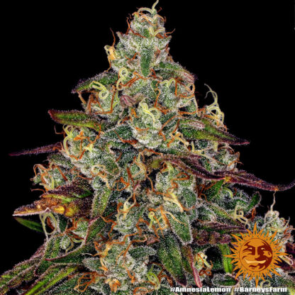 Semi Amnesia Lemon™ Barney's Farm - immagine 9