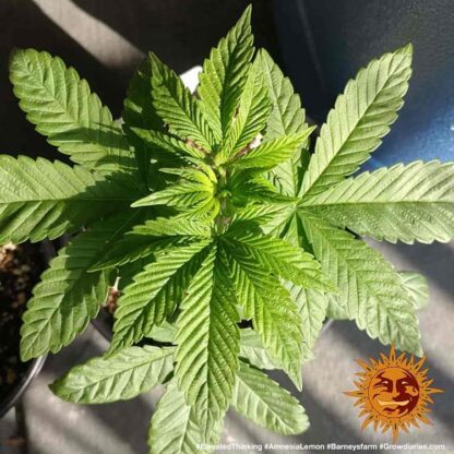 Semi Amnesia Lemon™ Barney's Farm - immagine 4