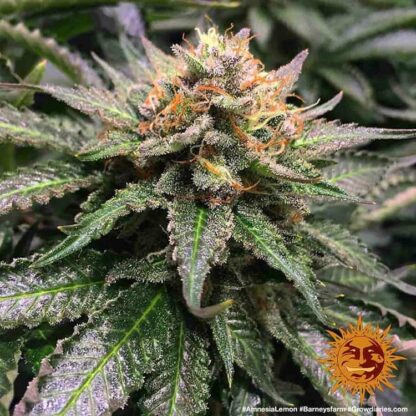 Semi Amnesia Lemon™ Barney's Farm - immagine 5
