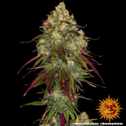 Semi Amnesia Lemon™ Barney's Farm - immagine 10