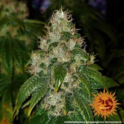 Semi Amnesia Lemon™ Barney's Farm - immagine 2
