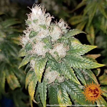 Semi Amnesia Lemon™ Barney's Farm - immagine 6